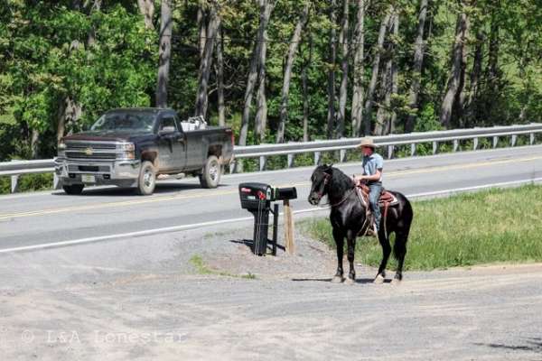 cross-friesian-horse
