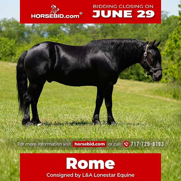 all-around-friesian-horse