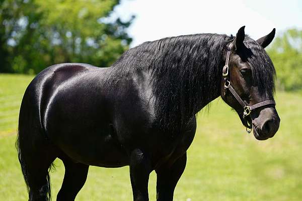 athletic-friesian-horse