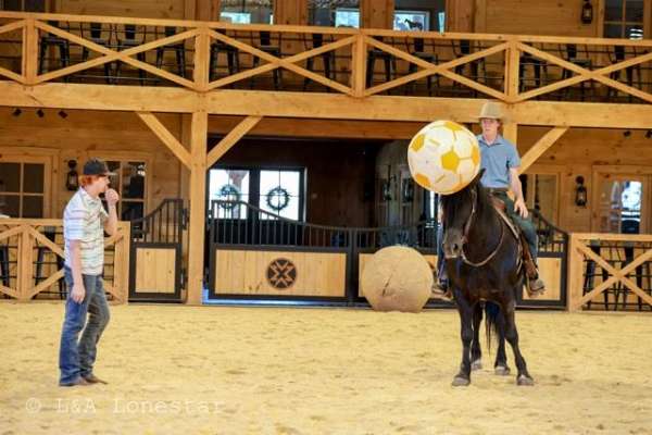 draft-friesian-horse