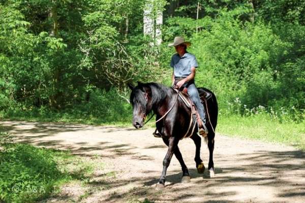 flashy-friesian-horse