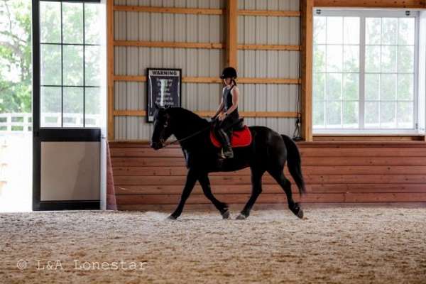 jumping-friesian-horse