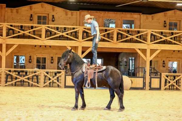 kid-safe-friesian-horse