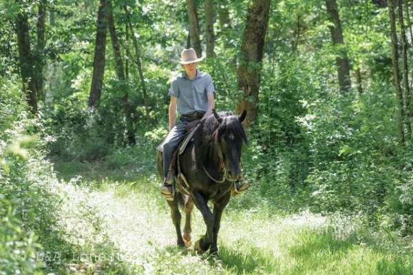 ranch-friesian-horse