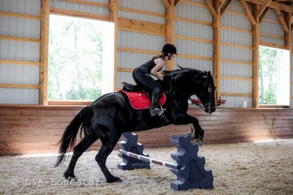 ranch-work-friesian-horse