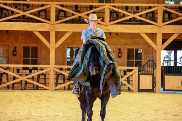 ridden-english-friesian-horse