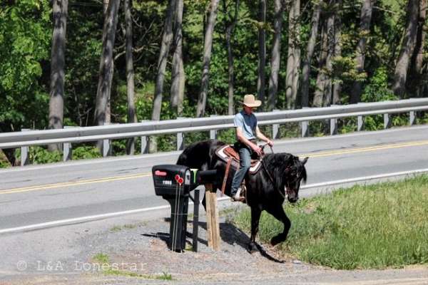ridden-western-friesian-horse