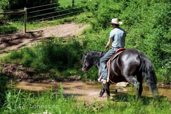 trail-friesian-horse