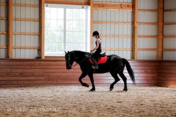 trail-riding-friesian-horse
