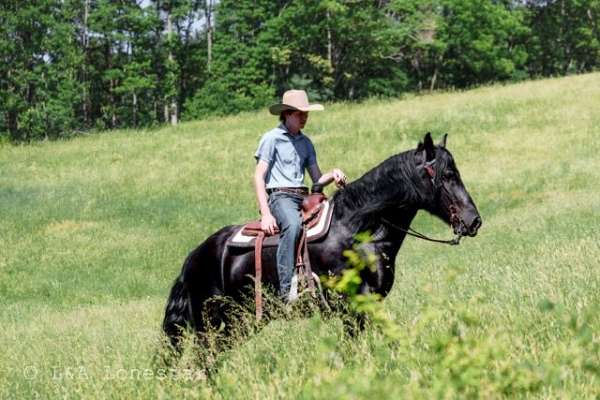 youth-friesian-horse