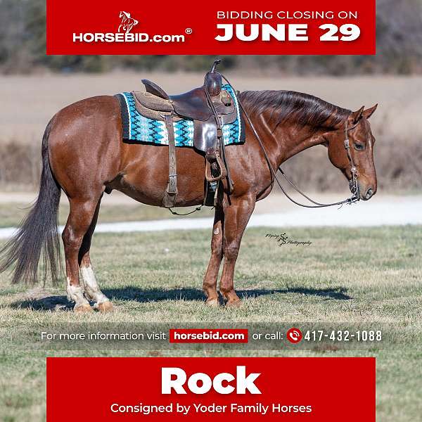 all-around-quarter-horse