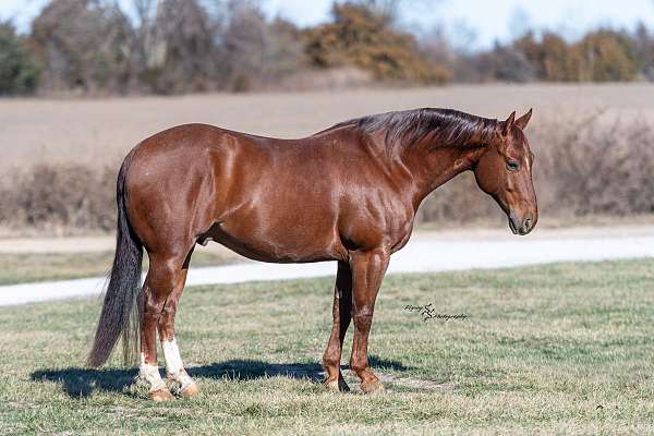 show-quarter-horse