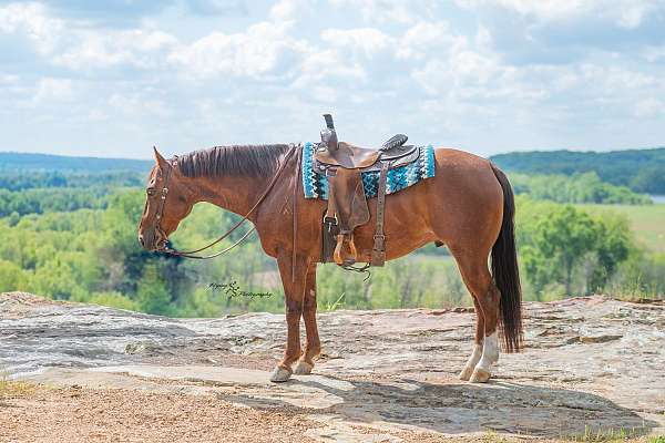 roping-quarter-horse