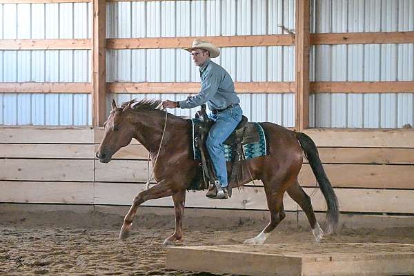 trail-quarter-horse