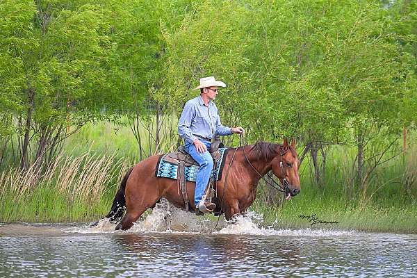 trail-riding-quarter-horse