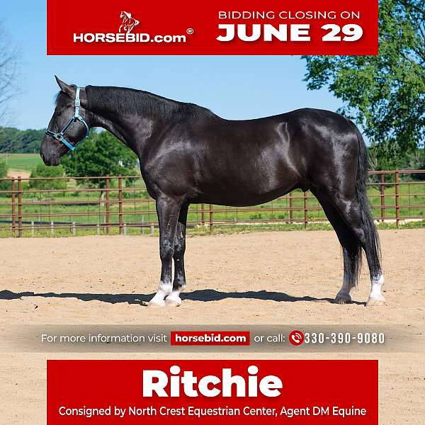 adha-saddlebred-gelding