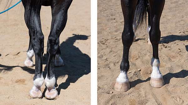 adha-saddlebred-horse