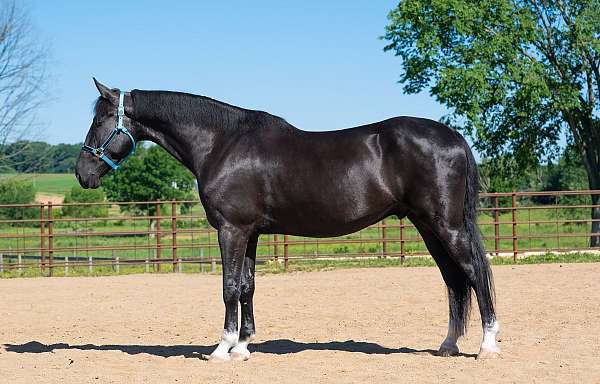 all-around-saddlebred-horse