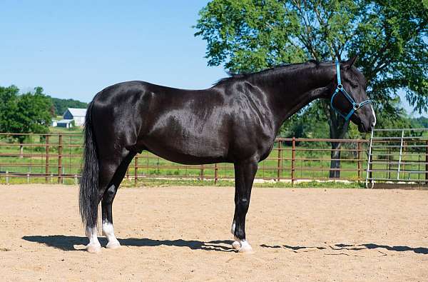 athletic-saddlebred-horse