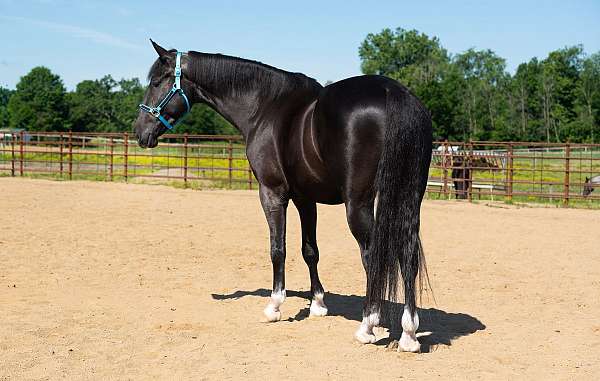 cross-saddlebred-horse