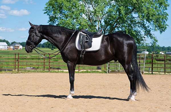 dressage-saddlebred-horse