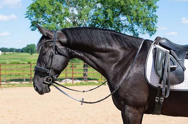 flashy-saddlebred-horse