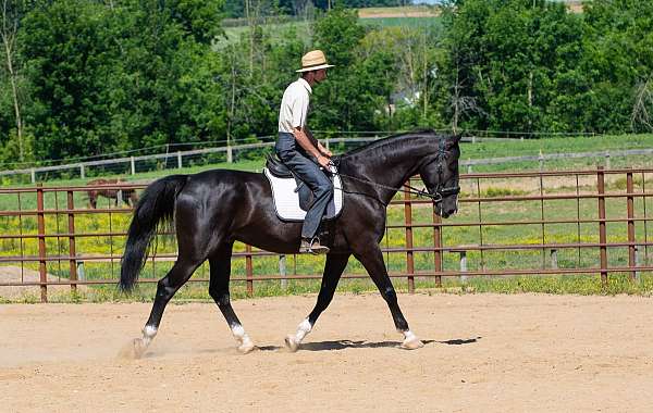parade-saddlebred-horse