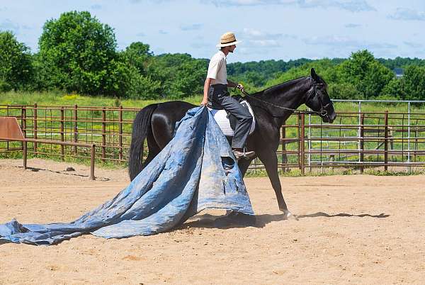 performance-saddlebred-horse