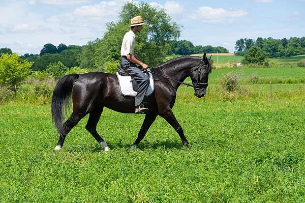 ridden-english-saddlebred-horse