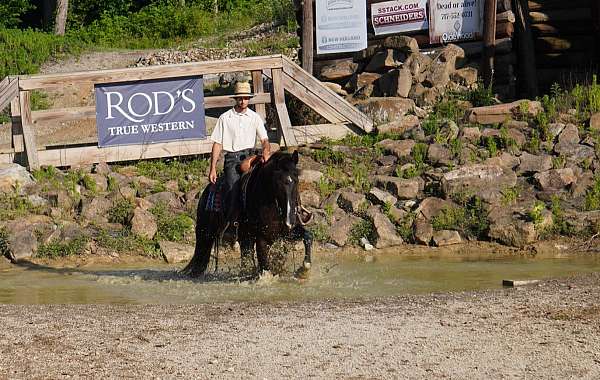 show-saddlebred-horse