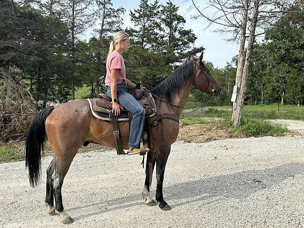 rides-gentle-quarter-horse