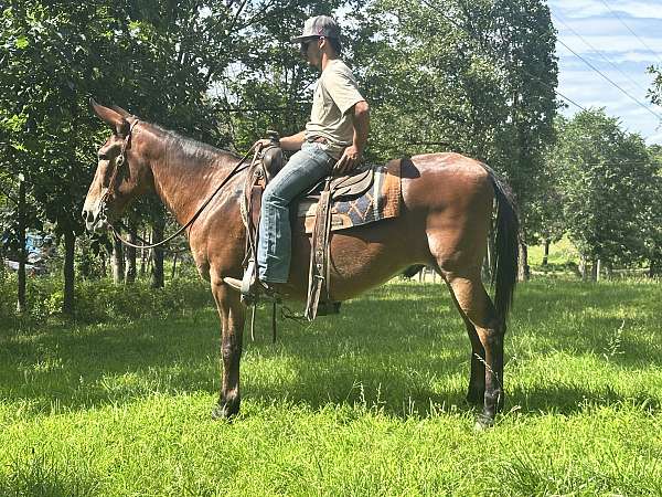 cheyenne-mule