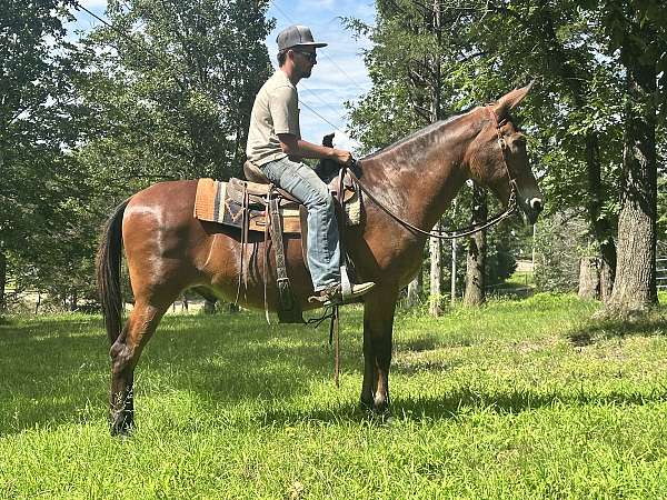 level-mule