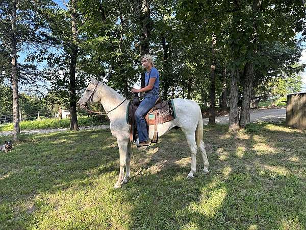 all-quarter-horse