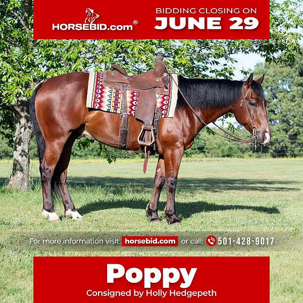 all-around-quarter-horse