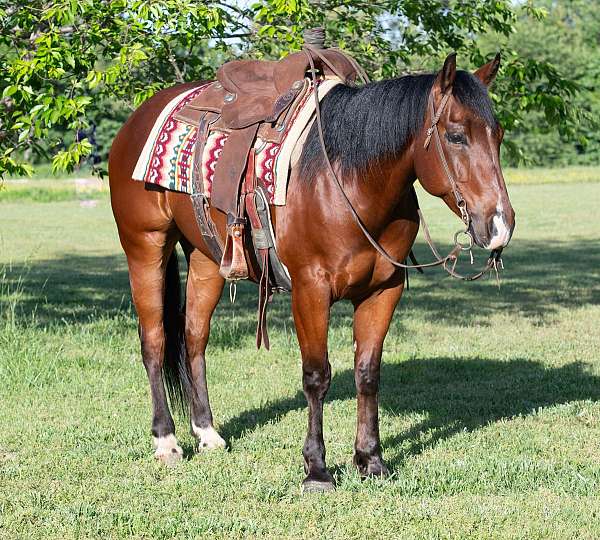 athletic-quarter-horse