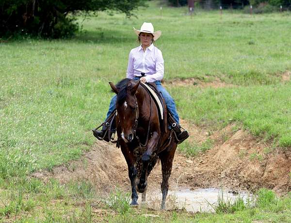 husband-safe-quarter-horse