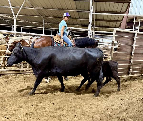 performance-quarter-horse