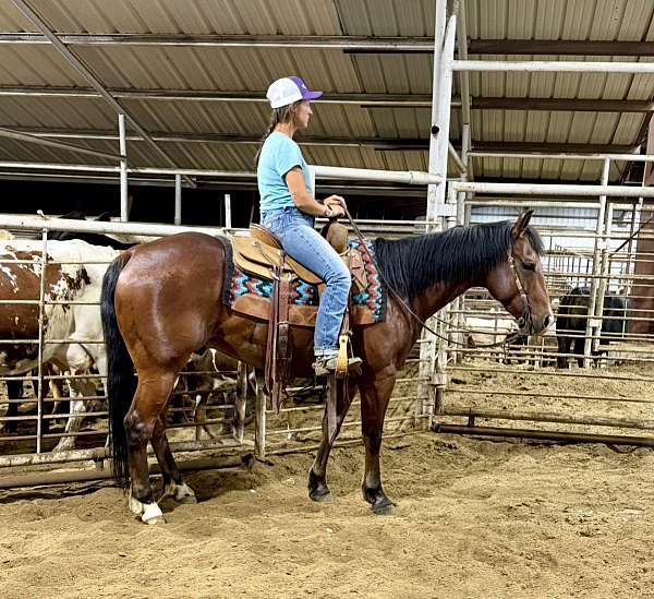 ranch-quarter-horse