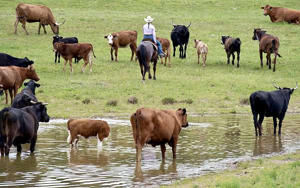ranch-versatility-quarter-horse