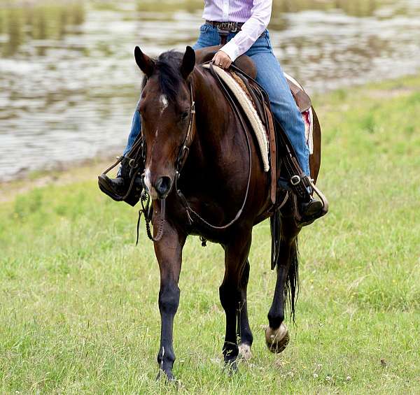 ranch-work-quarter-horse