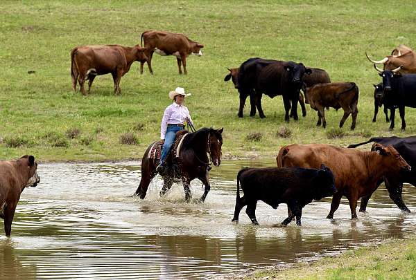 show-quarter-horse