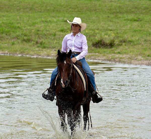 trail-quarter-horse