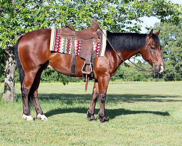 trail-riding-quarter-horse