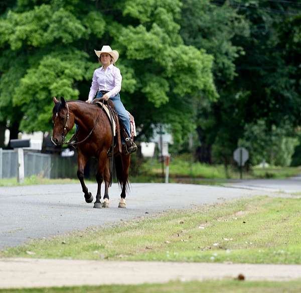 working-cattle-quarter-horse
