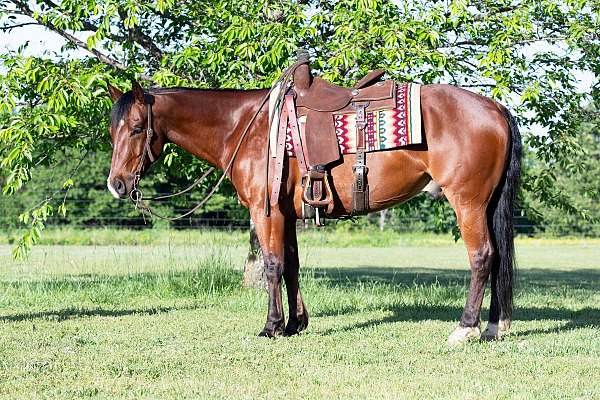 western-riding-quarter-horse