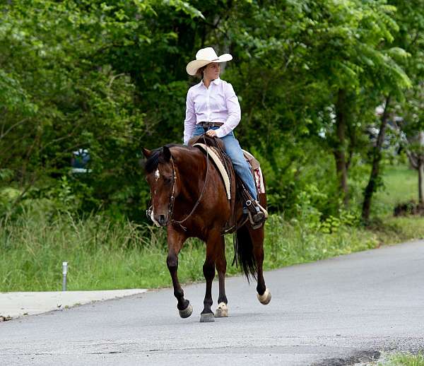 bay-quarter-horse-gelding