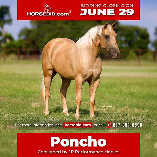 all-around-quarter-horse