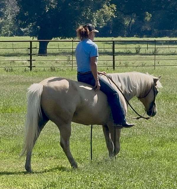 show-quarter-horse