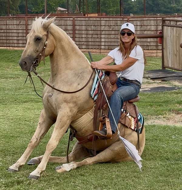 trail-quarter-horse